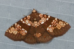 Saroba pustulifera