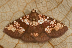 Saroba pustulifera