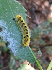 Lophocampa argentata