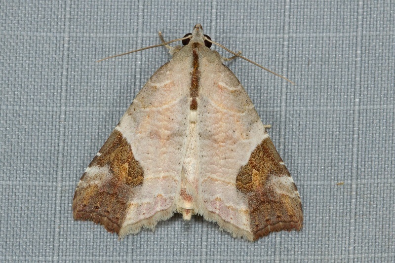 Tamba cautiperas