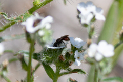 Proteriades