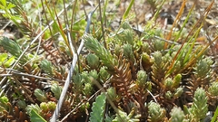 Petrosedum ochroleucum