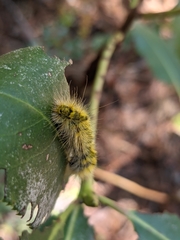 Lophocampa argentata