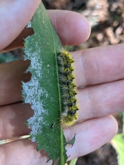 Lophocampa argentata
