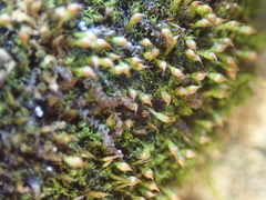 Amphidium lapponicum