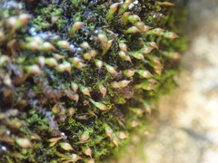 Amphidium lapponicum