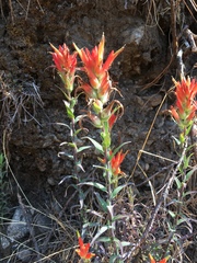 Castilleja tenuiflora