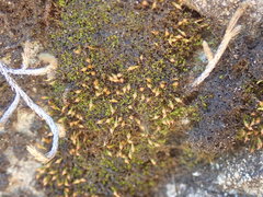 Amphidium lapponicum