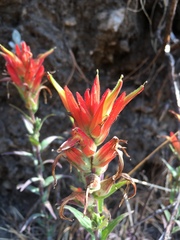 Castilleja tenuiflora