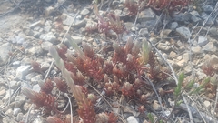 Petrosedum ochroleucum