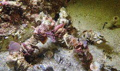 Diopatra dentata