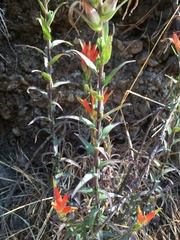 Castilleja tenuiflora