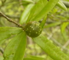 Dryocosmus quercuslaurifoliae