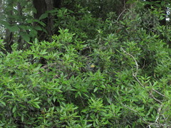 Nyctanassa violacea violacea