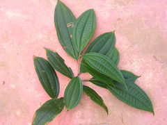 Miconia