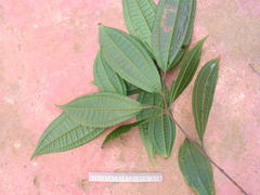 Miconia