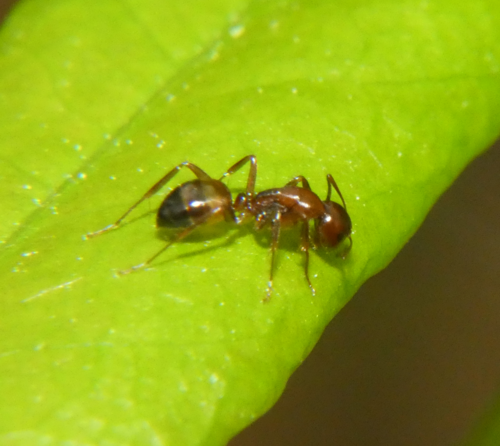 Bearded Carpenter ant
