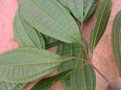 Miconia