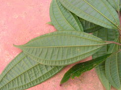 Miconia