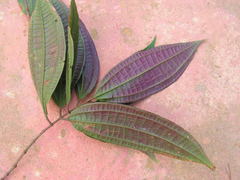 Miconia