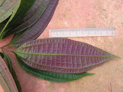 Miconia