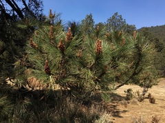 Pinus hartwegii