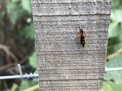 Cranistus colliurides