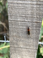 Cranistus colliurides