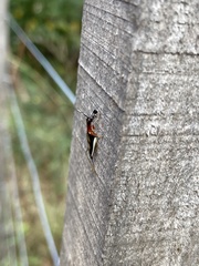 Cranistus colliurides