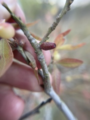 Amphibolips ellipsoidalis