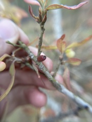 Amphibolips ellipsoidalis