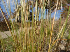 Elionurus tripsacoides