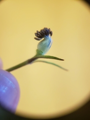 Delphinium trolliifolium