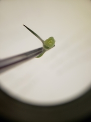 Delphinium trolliifolium