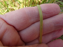 Elionurus tripsacoides