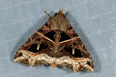 Avatha rufiscripta