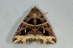 Avatha rufiscripta