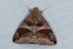 Bastilla arcuata