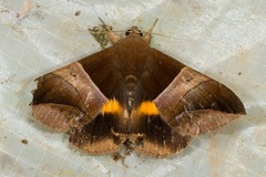 Bastilla fulvotaenia