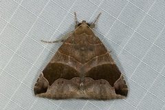 Bastilla joviana