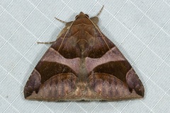 Bastilla joviana