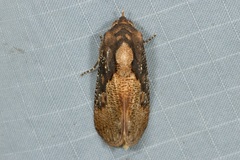 Batracharta nigritogata