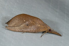 Brontypena ochrocuprea