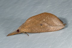 Brontypena ochrocuprea