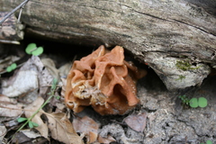 Gyromitra korfii
