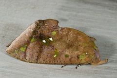 Eudocima discrepans