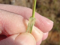 Elionurus tripsacoides