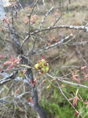 Andricus quercusformosus