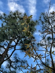 Andricus quercusformosus