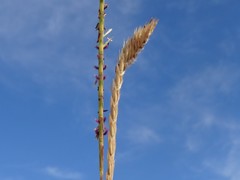 Elionurus tripsacoides